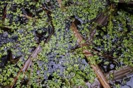 A photo of duckweed laying on top of water in a pond.